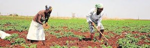 Agricultura familiar está a ser debatida em Luanda