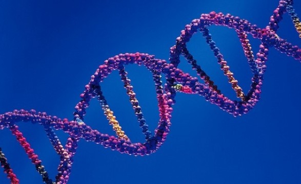 Cientistas descobrem guia para o genoma humano