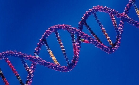Cientistas descobrem guia para o genoma humano