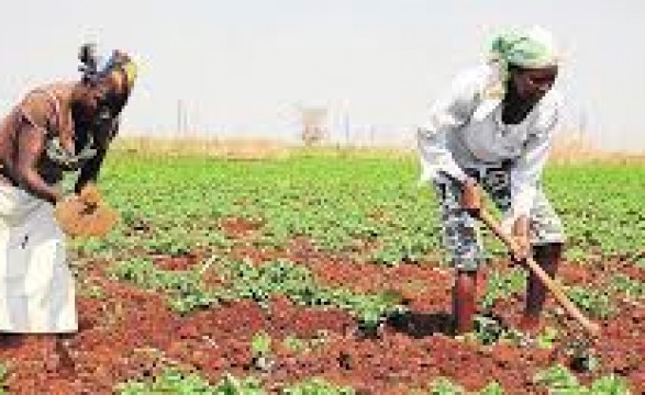 Agricultura familiar está a ser debatida em Luanda