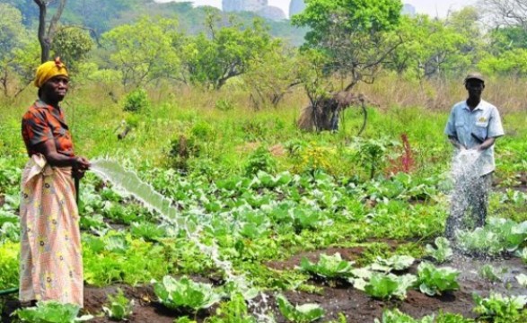 Alta de preços de adubos preocupa agricultores