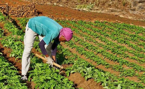 Governo angolano quer alcançar a auto-suficiência alimentar