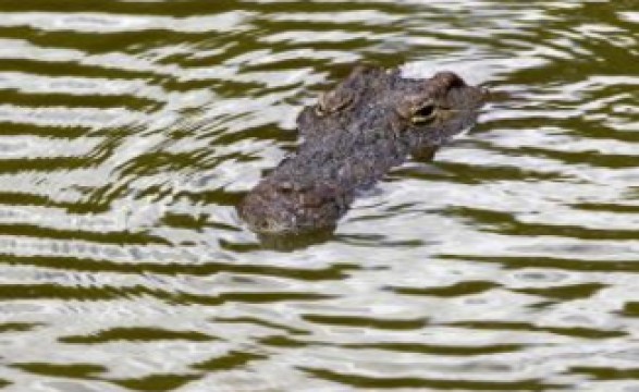 Corpo de jovem atacado por crocodilo recuperado