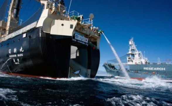 Ativistas pedem intervenção naval da Austrália após confronto com baleeiros