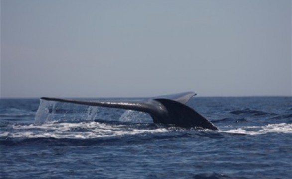 Baleia azul rastreada pelo seu canto