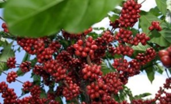 1,5 Milhões de mudas de café em 2013 