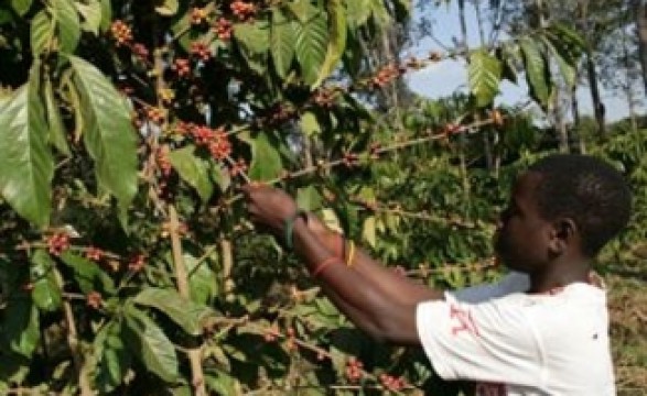 INCA quer aplicação de nova tecnologia na plantação do café