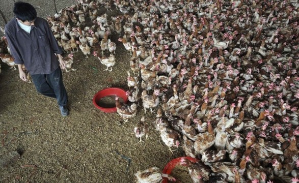 Duas mortes na China devido a nova estirpe de gripe das aves