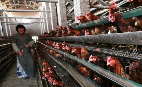 OMS relativiza riscos de surto de gripe das aves após casos na China