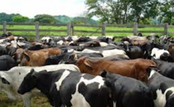 Namibe realiza a 1ª feira agro-pecuária