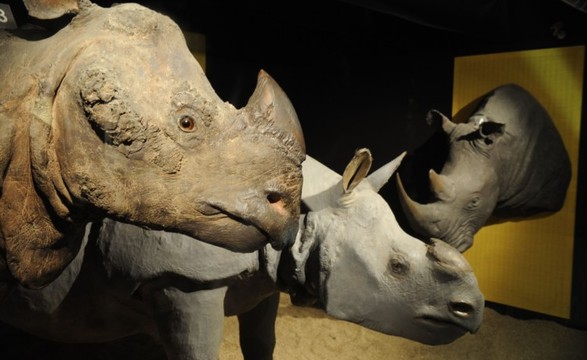 Roubados chifres de rinoceronte na Irlanda no valor de meio milhão de euros