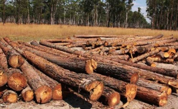D. Lasarte denuncia exploração ilegal de madeira no Moxico