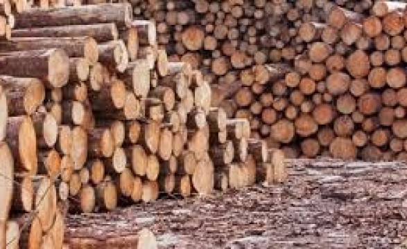Apesar dos ganhos em 2024, o negócio da madeira teve prejuízos avaliados em 175 milhões de dólares