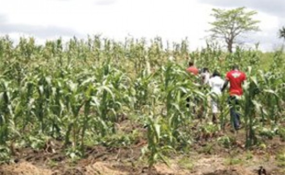 Huíla prevê colher mais de 150 mil toneladas de produtos agrícolas