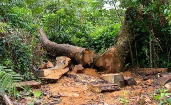 No Moxico exploração anárquica da madeira está reduzir a produção do mel