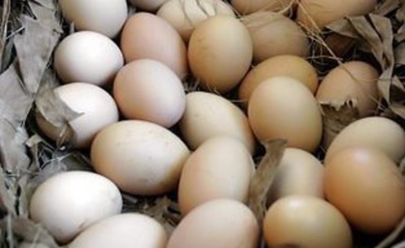 Serviço de veterinária descarta existência de ovos contaminados