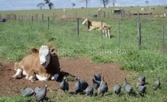 Jamba mineira recisa de investimentos no sector pecuário