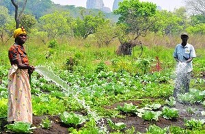 Alta de preços de adubos preocupa agricultores