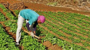 Governo angolano quer alcançar a auto-suficiência alimentar