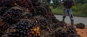 Multinacionais acusadas de ignorar excessos na produção de óleo de palma