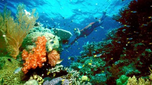 Cientistas apelam à protecção da Grande Barreira de Coral australiana