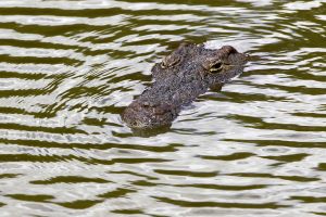 Corpo de jovem atacado por crocodilo recuperado