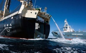 Ativistas pedem intervenção naval da Austrália após confronto com baleeiros