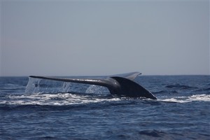Baleia azul rastreada pelo seu canto
