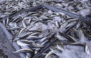 Captura de carapau e outras espécies está proibida em todo o país de 1 de Julho a 31 de Agosto