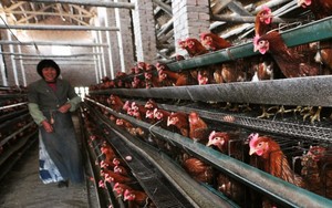 OMS relativiza riscos de surto de gripe das aves após casos na China