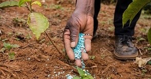 Falta de fertilizantes dificulta produção agrícola no canal do Kafu/Cunene