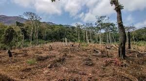 Combate à fome, Diocese de Lwena lança projecto agro-florestal