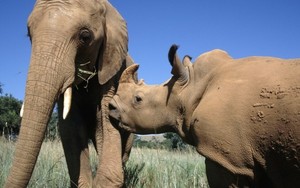 Abate de elefantes e rinocerontes na África bate record em 2012