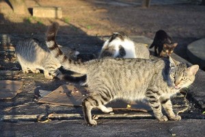 Jovens e adolescentes caçam gatos para saciar a fome em Luanda