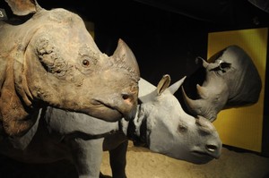 Roubados chifres de rinoceronte na Irlanda no valor de meio milhão de euros