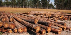 D. Lasarte denuncia exploração ilegal de madeira no Moxico