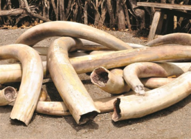 Angola sancionada por não fazer progressos no combate ao comércio ilegal de marfim de elefante