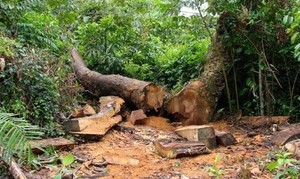 No Moxico exploração anárquica da madeira está reduzir a produção do mel