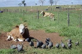 Jamba mineira recisa de investimentos no sector pecuário