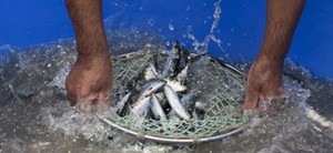 Governo anuncia subprograma de desenvolvimento da aquacultura