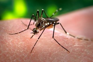 China preparada para a chegada do vírus Zika 